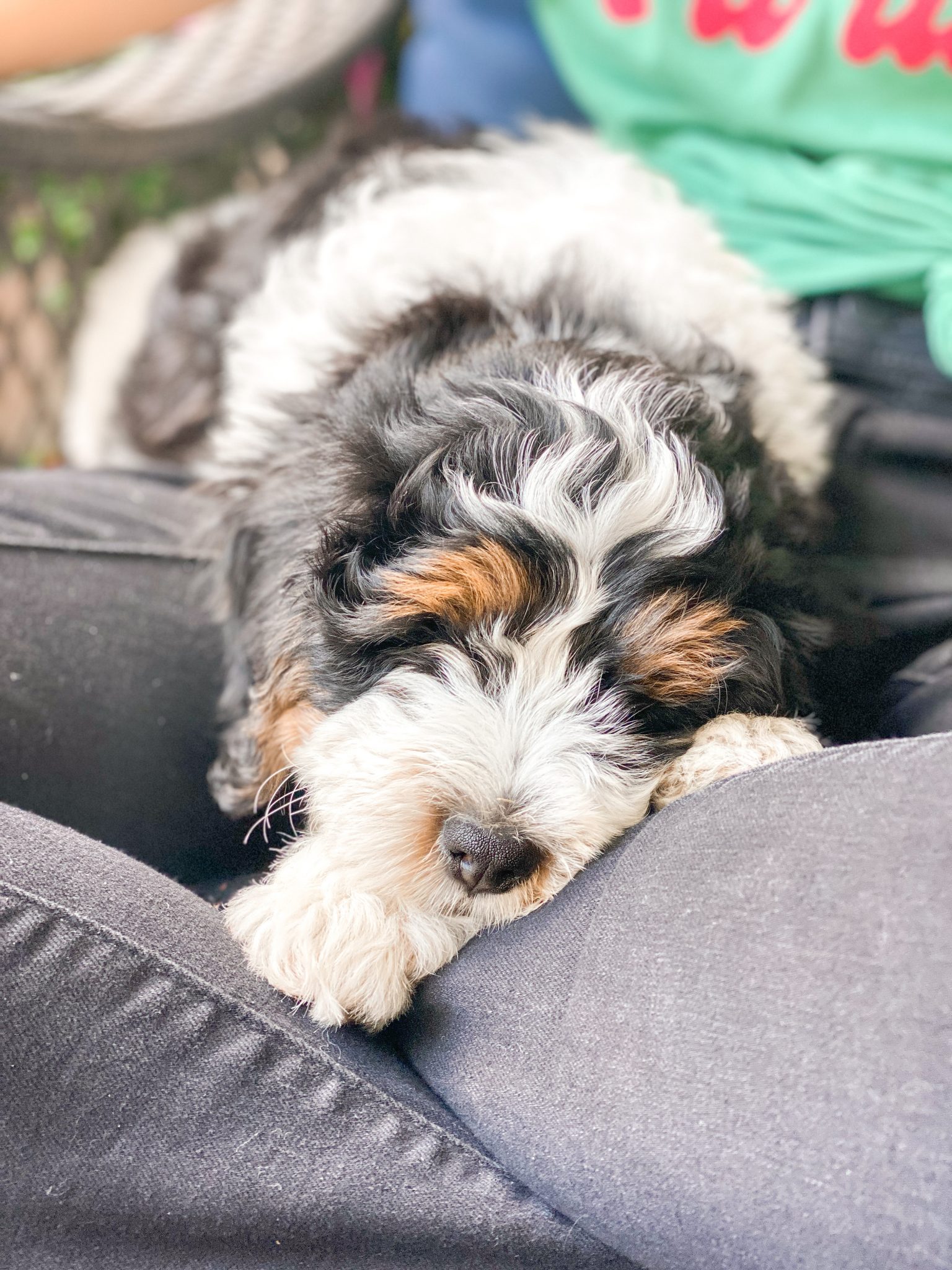 Should I Get a Puppy? A Simple Checklist for Families - Amber Likes